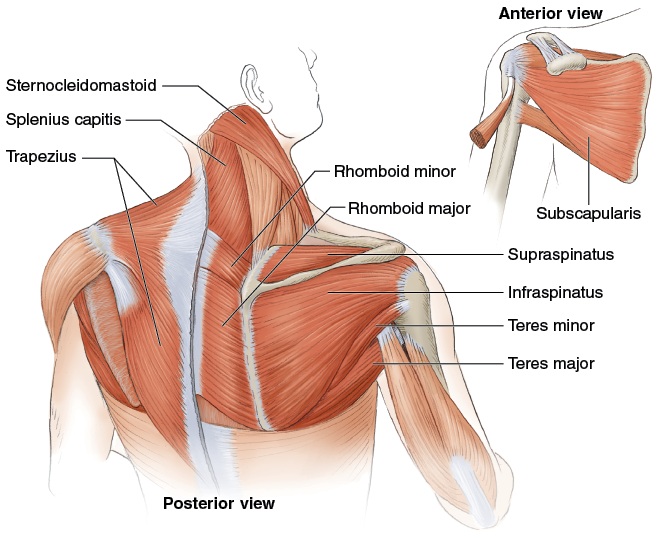 Shoulder anatomy - rotator cuff