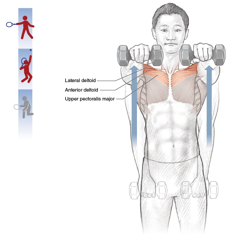 Giải phẫu khoang dưới mỏm cùng vai