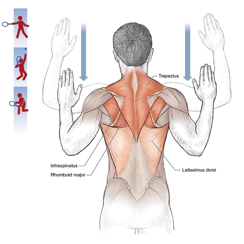Phức hợp 4 khớp của vai