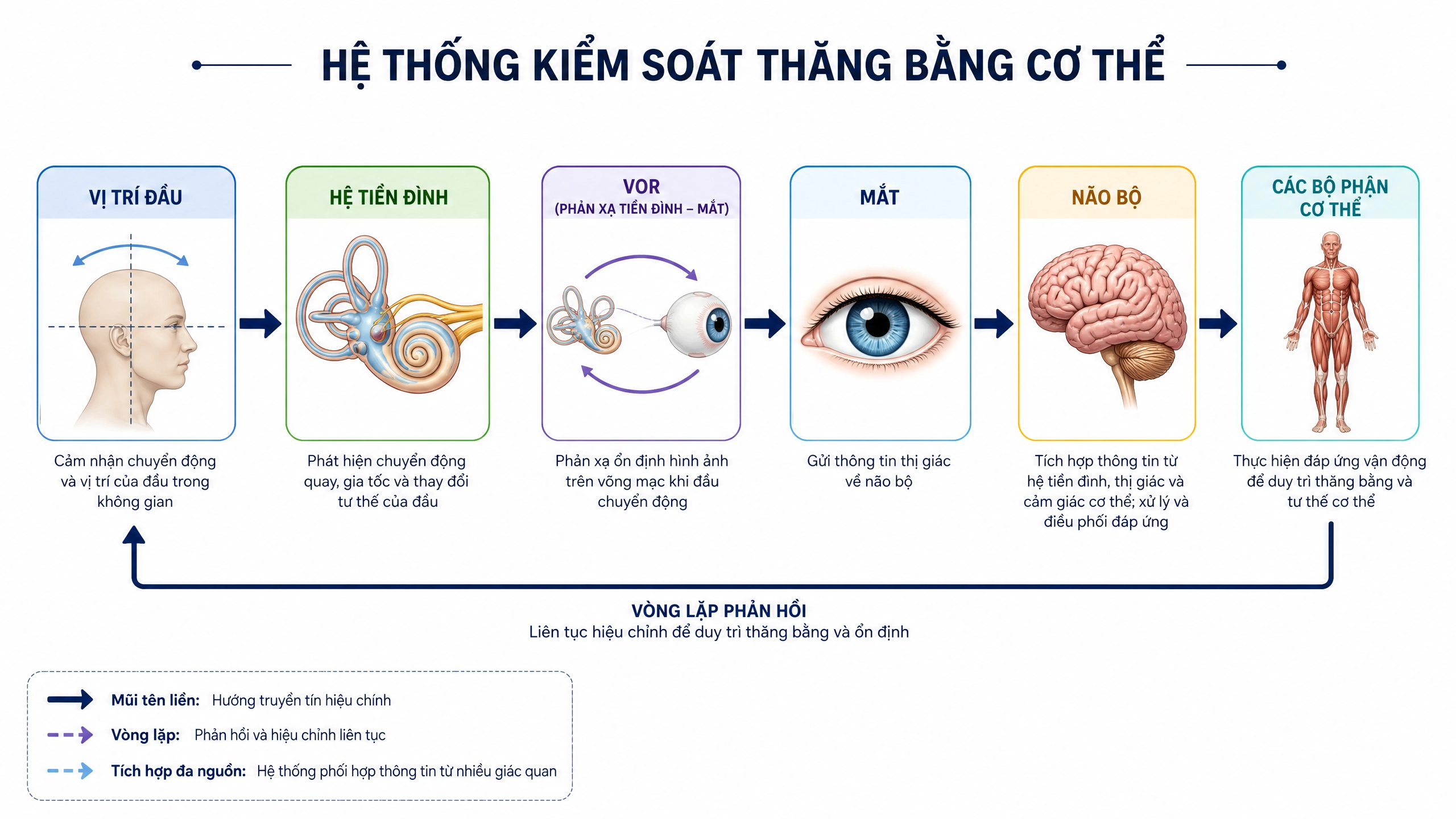 Hệ Thống Kiểm Soát Thăng Bằng Cơ Thể — vòng đầy đủ