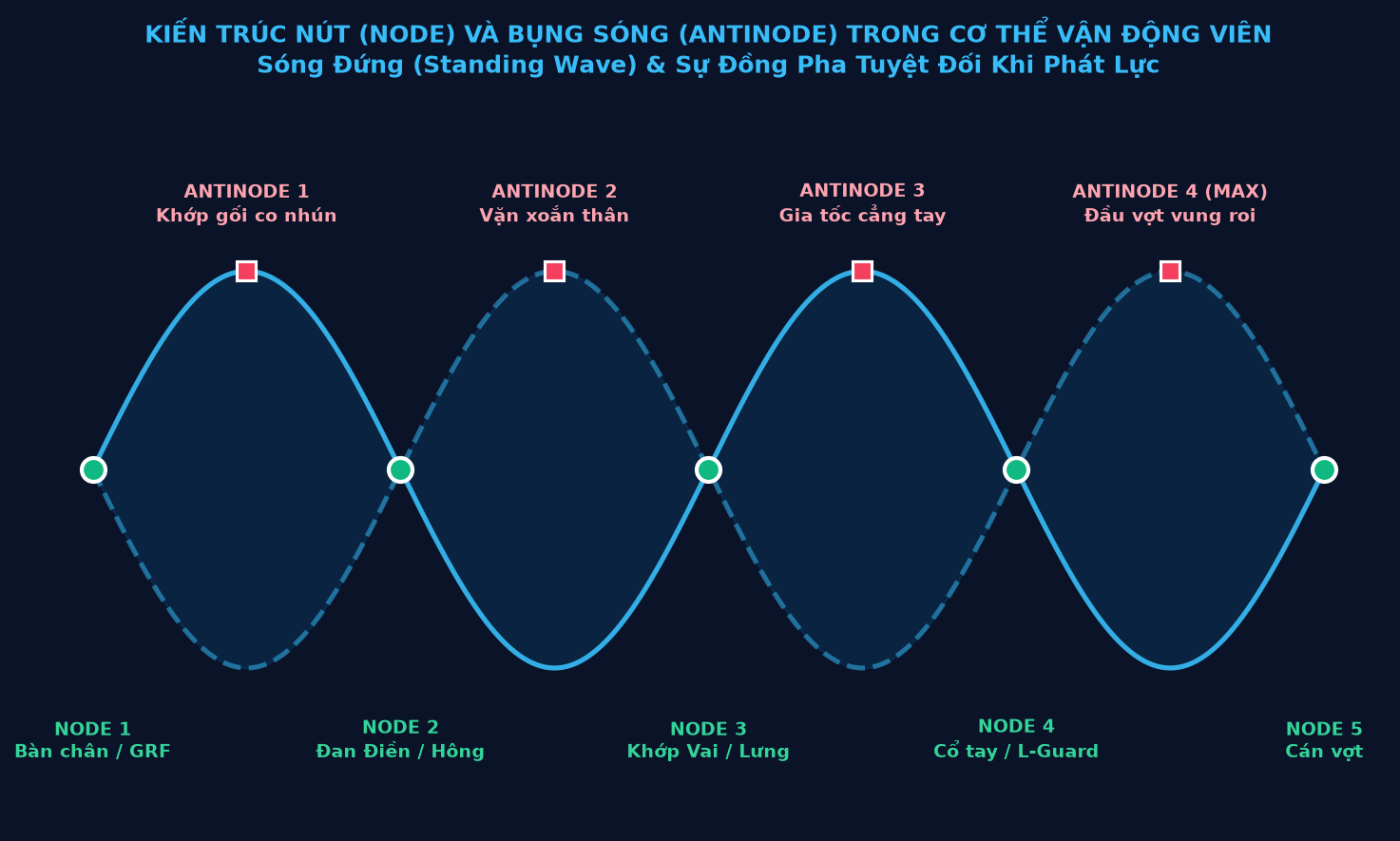 wave node and wave antinode architecture in a tennis player's body