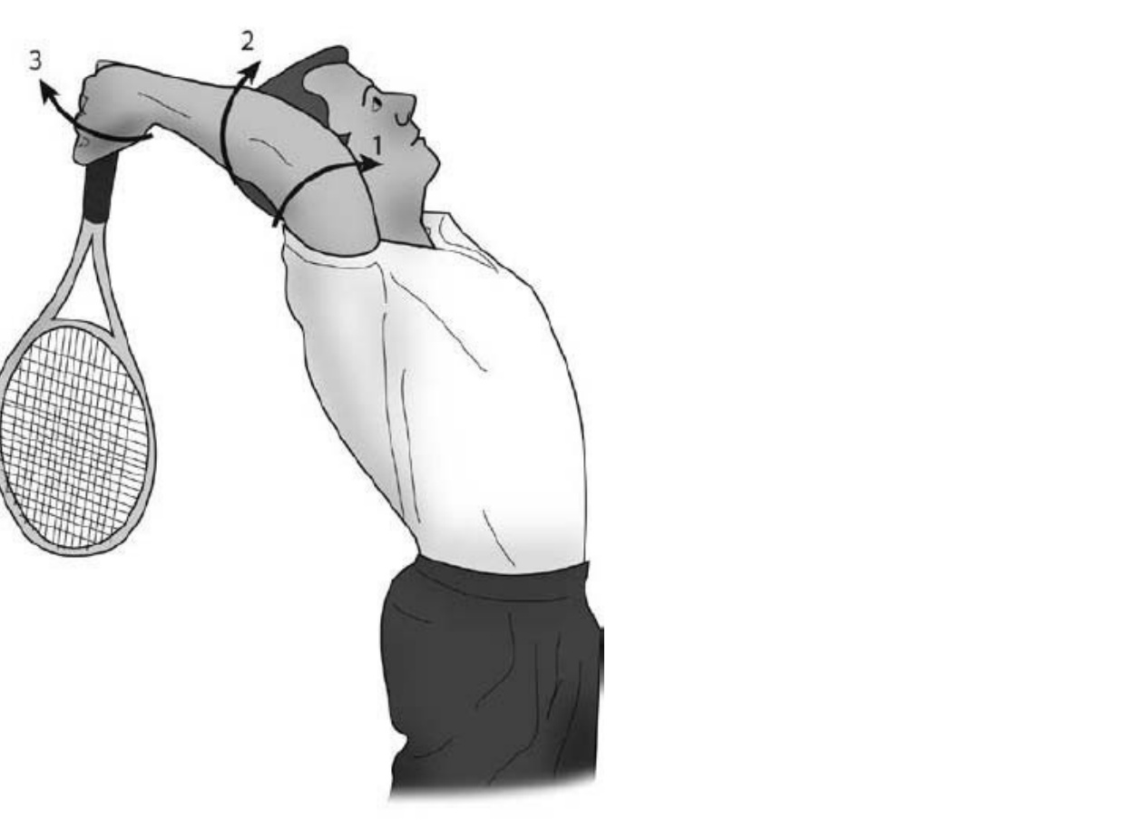 The chain coordinates sequential movements and transmits wave energy from large to small body segments