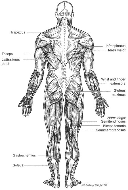 Minh họa bài tập trong sách Complete Conditioning for Tennis