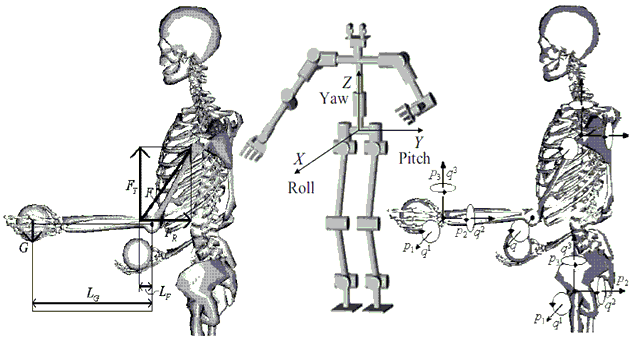 Hình 12.1. Phát triển cơ sinh học con người: Phương pháp tịnh tiến trái – cũ;