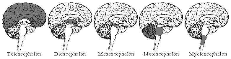 Hình 20.13.