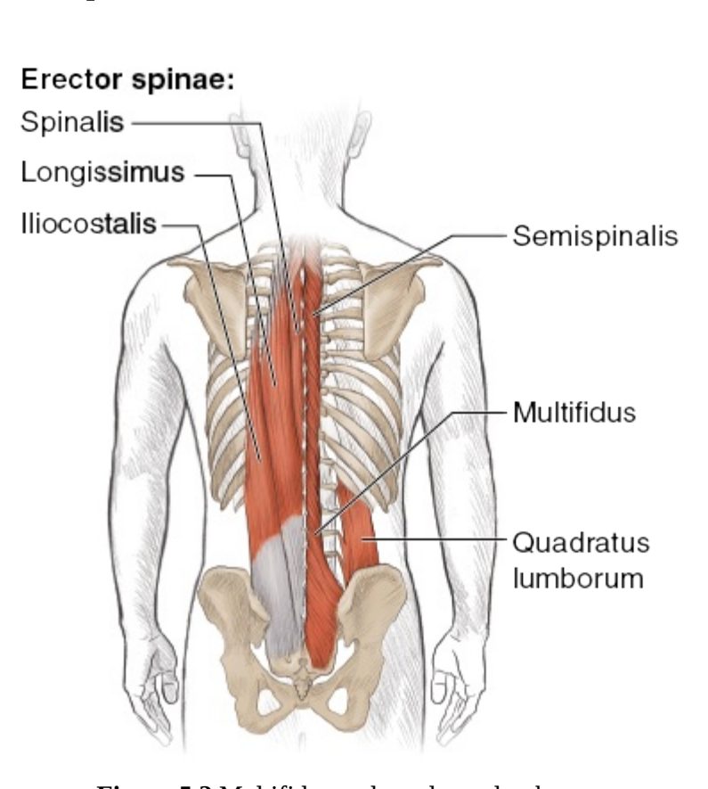 Hình 5.2 Multifidus và quadratus lumborum.